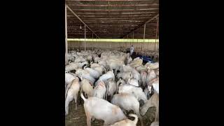 hajj k bad qurbani ki tiyrii MashaAllah #religion #friday #viralvideo #quran #deen#video