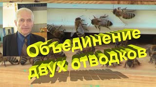 Профессор Кашковский про объединение 2 отводков