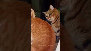 Oánh Nhau | Funny Cat 58 | #cat #smilingpets #funnypet #shortvideo #shorts #catvideos #cats #meow