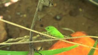 Nezara viridula | southern green stink bug | green vegetable bug