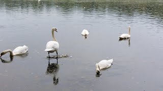 Bolam Lake and Shortflatt Tower Walk - Too many 'Private' signs? ~ ASMR