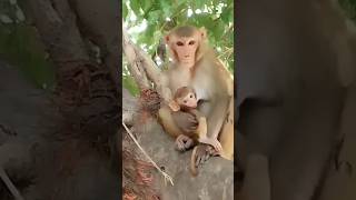 Dudu piyenge 🍼 | bandar ka bacha dudh peeta😂😂🐒 #funny #monkey #comedy #trending #shorts #viralvideo