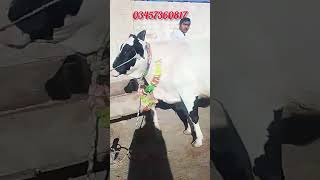 Pure Friesian pregnant cow For Sale #livestockpakistan#shorts #viral #trending #cowforsaleonyoutube