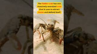 The Fiddler Crab #shorts