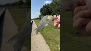 I caught a hybrid striper/white bass in lake Pontchartrain from the lakefront! #fishing