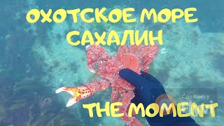 Дары моря. Охотское море, Сахалин.