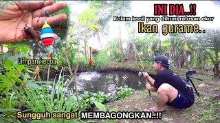 Umpan paling gacor buat ikan gurame//Bisa terkuras habis ikannya kalo sudah pake umpan kecoa.