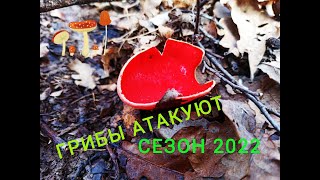 Сбор Грибов 2022,Апрель-Подмосковье!