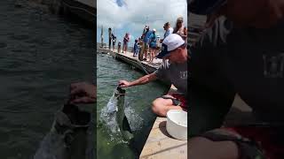 Hand feeding a Tarpon.