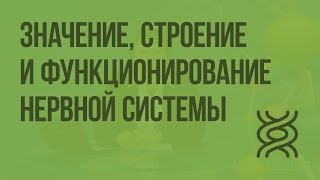 Значение, строение и функционирование нервной системы. Видеоурок по биологии 8 класс