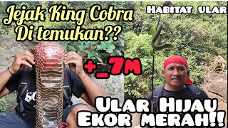 Melanjutkan Pencarian King Cobra +_7 m ,King Cobra medium di temukan jejaknya!!