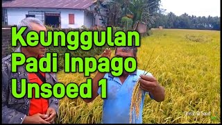 Pendapat petani tentang padi Inpago Unsoed 1 #padi #padiunsoed1 #padigogo