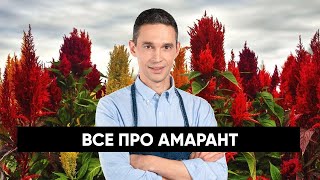 Все про АМАРАНТ