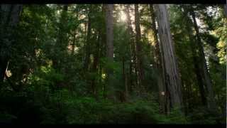 REDWOOD NATIONAL PARK IN 4K (Ultra HD)