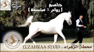 حاسم ( رواح X مبتسمة ) محطة الزهراء