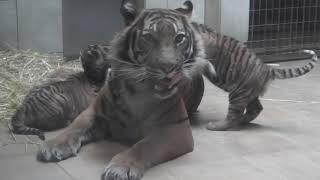 Naturzoo Rheine - Sumatra Tiger