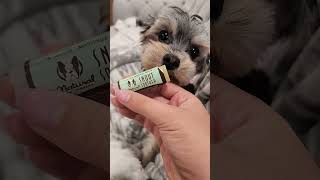 Watch This Yorkie's Adorable Reaction to Natural Dog Company's Snout Soother