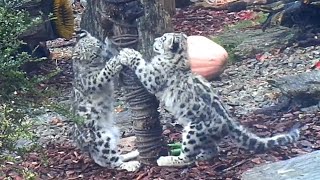 Młode pantery śnieżne (irbisy) rozrabiają w ZOO Wrocław