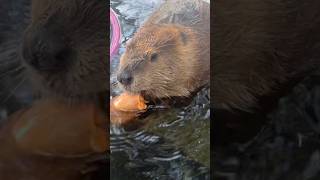 Tulip sweet potato song #beavers #beaver #cute #asmr