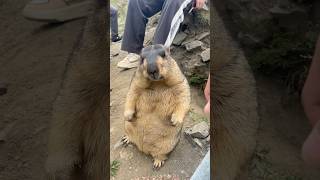 Cute Himalayan Marmot Enjoying Delicious Cookies: Snack Time Joy!#cutemarmot #cuteanimals #marmot