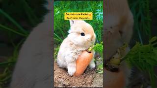 Rabbit farm in Kodaikanal #viral #trending #shortsfeed #youtubeshorts #streetfood #telugutraveller