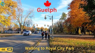 Walking Tour Gordon St. Guelph, Ontario. Canada | Virtual Tour Gordon St. in Guelph, Canada