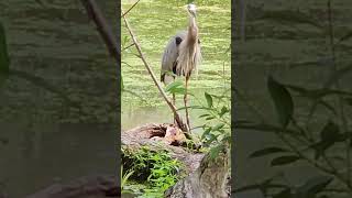 Great Blue Heron SWALLOWS a Whole FISH (with Nature Sounds) #shorts