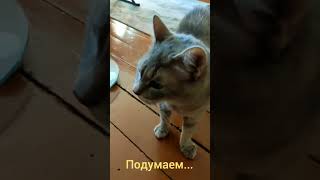 Кошке нужен КОТ!😽