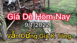 Giá Dê Thương Phẩm Hôm Nay 9/1/2022 Vẫn Đứng Giá Chưa Có Dấu Hiệu Tăng / Nongdan85