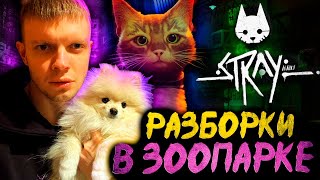 СЕГОДНЯ Я ВАШ КОТИК | ПРОХОДИМ STRAY