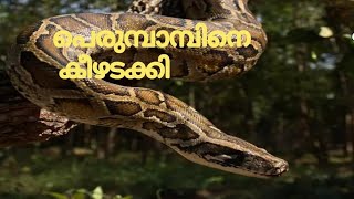 python rescue from kandanakam #python #snakevideo