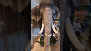 Oru second la unmaiyana elephant nu! #viralshorts #viral #viralvideo #viralshort #shorts #short