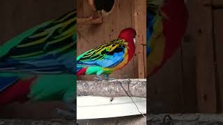 parrot rosella parrot vlogs very beautiful brids#video 👍