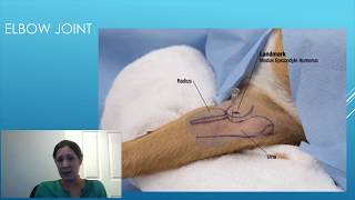 Canine Intraarticular Injection Technique - A Detailed Guide for Veterinary Surgeons