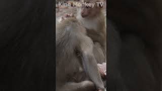 Monkey funny videos #1394 #babymonkey #shortvideo #short #viral #monkey #reels2023