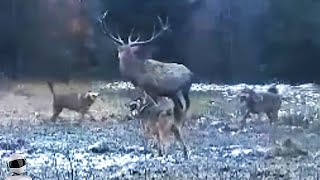 Волки Окружили Оленя / Случаи с Животными Снятые На камеру