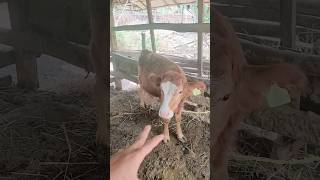 Jantan Usia 1 Tahun Belum Ada❗  Langsung Dari Kandang #sapi #pasarsapi #kambing #sapipasar #sapi