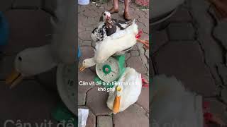 Hồi Hộp Như giá vịt🤣 #animals #channuoi #tintuc #farm #tintucchannuoi #shorts  #thuocthuy