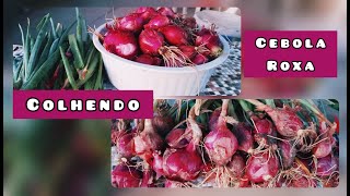 COLHENDO CEBOLA ROXA #vidanaroça #vidanocampo#cebolarox #sitiodozero #horta #colheita #cebola