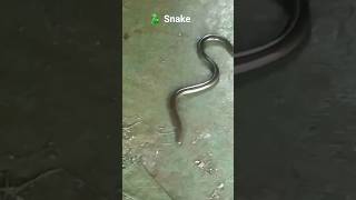 🐍दो मुखी सांप / two headed snake #shorts #snake #animals #nature #trending #viral