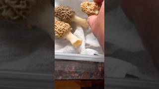 How To Properly Store Morels In The Fridge For Up To A Week #morel #morels #mushroom #store #fridge