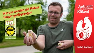 Die männlichen Küken werden länger großgezogen - kein Kükentöten bei den Eierhöfen