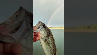 Found this bass at the end of the rainbow #bassfishing #kansas #fishing