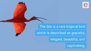 What does "The Scarlet Ibis" symbolize?