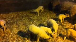 Charollais lambs playing 2010