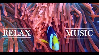 Relax Music for Chill and Stress relief. Music for Meditation, Yoga , Spa Music