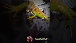 RED IGUANA || jangan makan rambut red || short ||