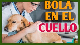 Mi perro tiene una bola en el cuello | por qué y qué hago