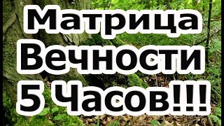 Матрица Вечности 5 Часов Исцеляющей, Восстанавливающей, Заживляющей Душу и Тело Медитации Гаряева.