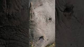 Sunbathing Indian Rhino: A Majestic Moment in Kaziranga National Park #wildlifefilmmaker